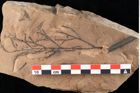 Foto (Detailansicht) von Sphaeria mediterranea Ettingshausen (NHMW-GEO-2024-0188-0027)